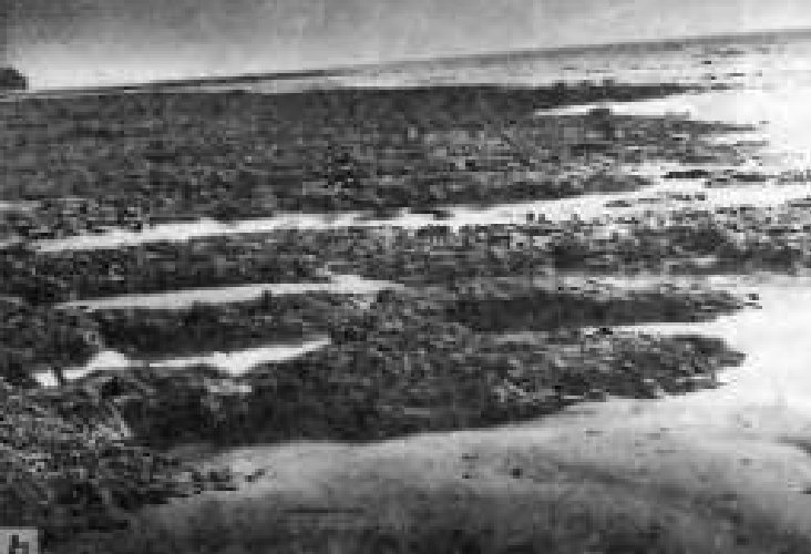 Beach at Digha with the backshore surface broken into slumped blocks by collapsing crab burrows.