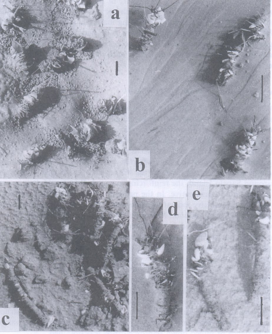 Photographs of Diopatra worm tubes standing on an intertidal beach, with scale bars.