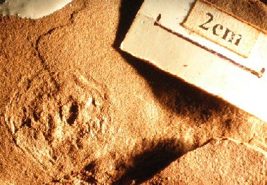 Second disc-shaped fossil impression on red sandstone with a 2 cm scale bar.