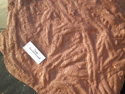 Sandstone surface covered with sinuous parallel ridges, with a 2 cm scale bar.