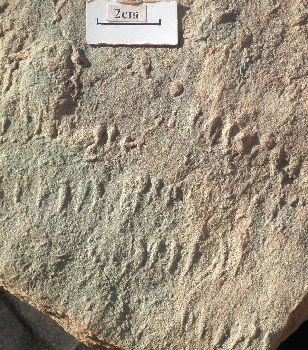 Elongate trace on a sandstone bedding plane with a 2 cm scale bar.