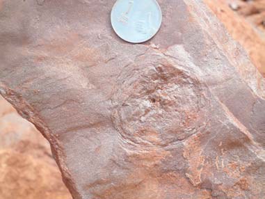 Circular impression on a slab of red sandstone with a coin for scale.