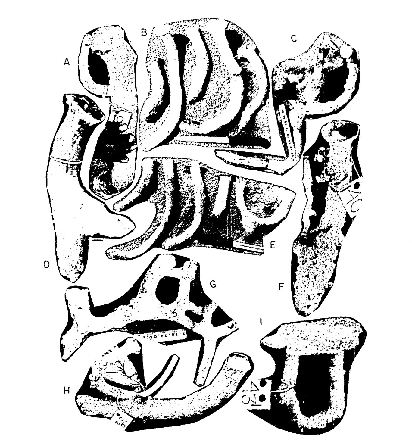 Plate of paraffin-wax casts of crab burrows showing I, J, Y and branching forms, with a knife for scale.