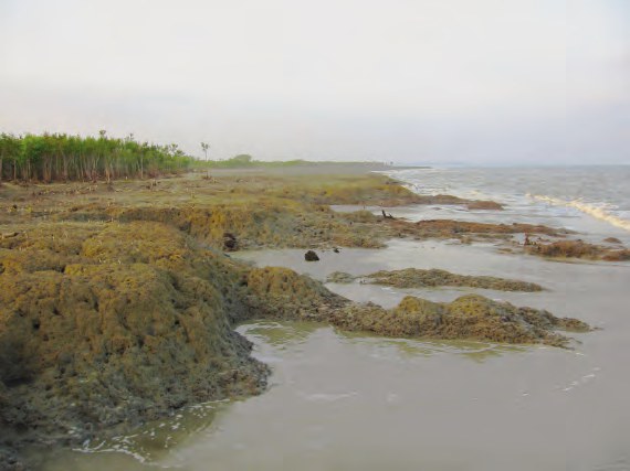Blocks of dark mud on a tidal flat with the sea beyond.