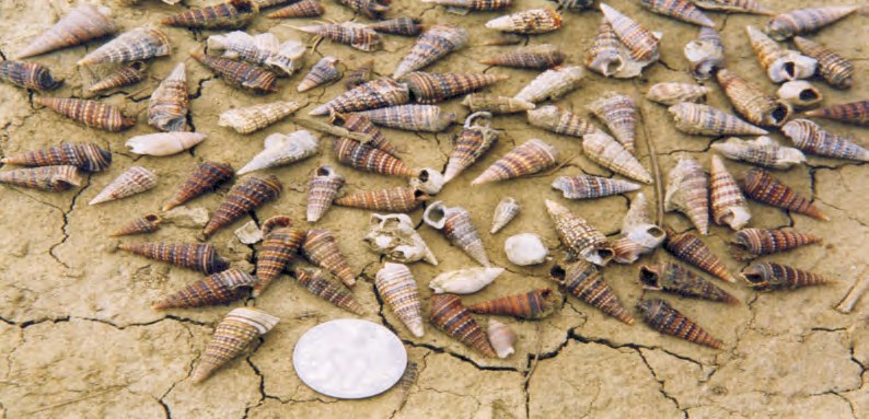 Dozens of spiral gastropod shells scattered on cracked dry mud with a coin for scale.