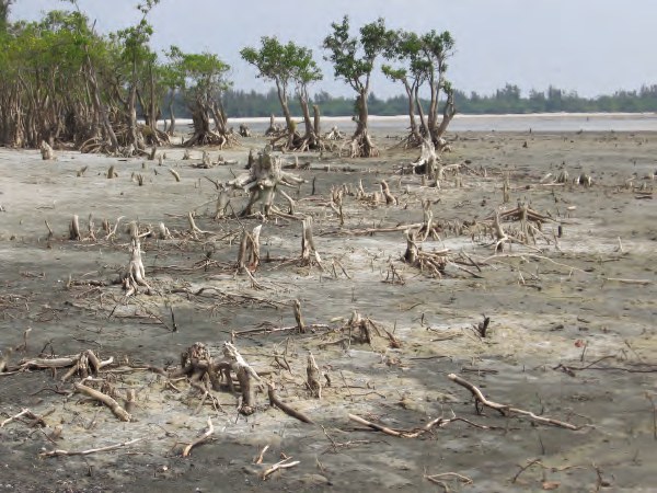 Dead mangrove stumps and roots exposed on a retreating beach.