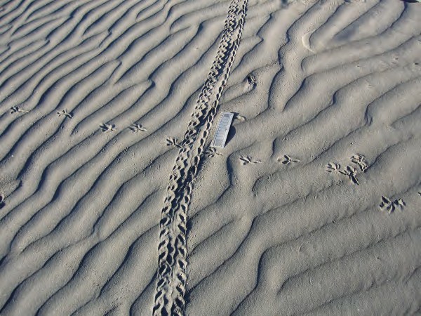 A crab trackway running diagonally across rippled beach sand.