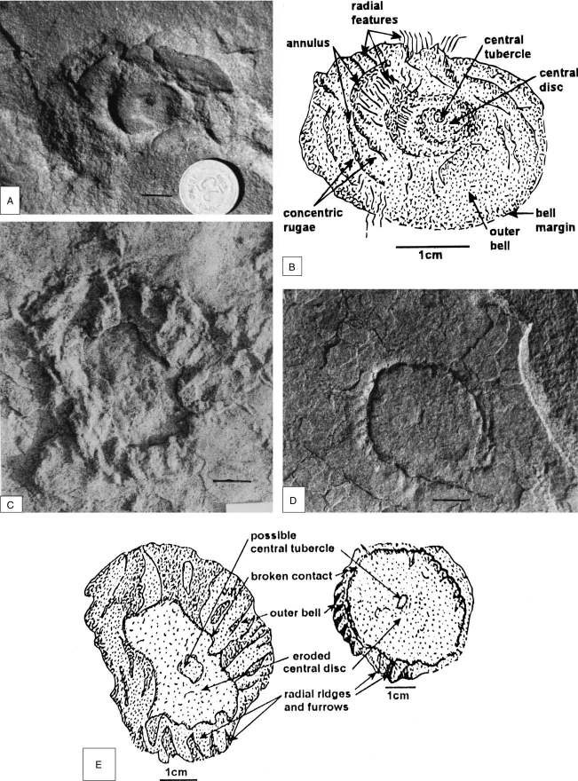 Plate of photographs and interpretive line drawings of disc-shaped Ediacaran impressions from the Bhander Group.