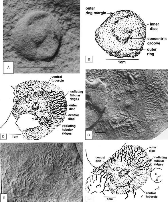 Black and white plate of fossil impressions with interpretive drawings from the Vindhyan Supergroup.